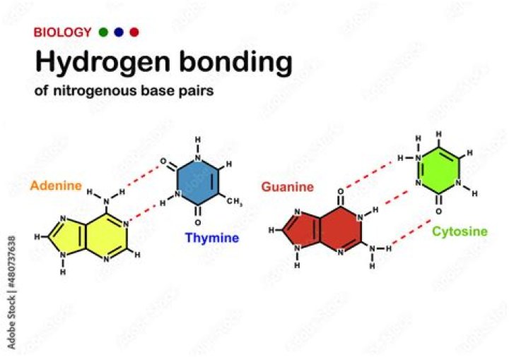 In dna hydrogen bonds are?