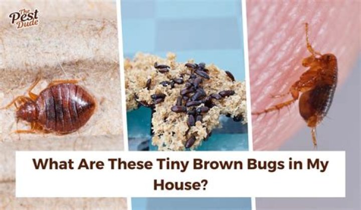 In house brown bugs?