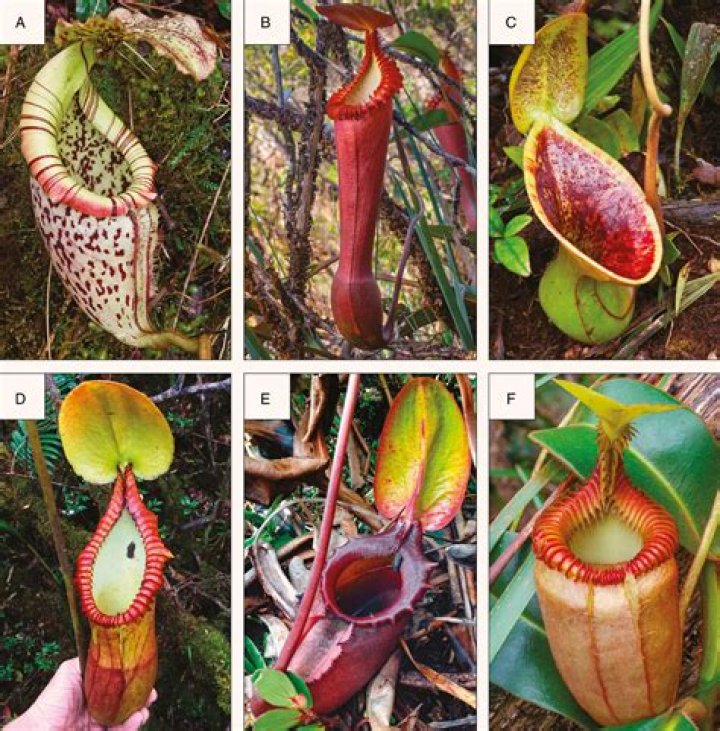 In nepenthes the pitcher is modified?