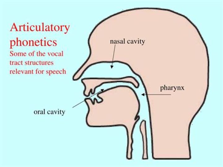 In phonetics articulatory system lies in?