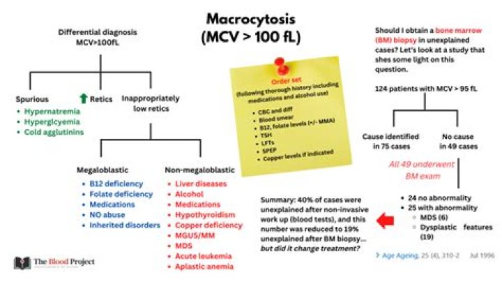 In the term macrocyte the prefix macro- means?