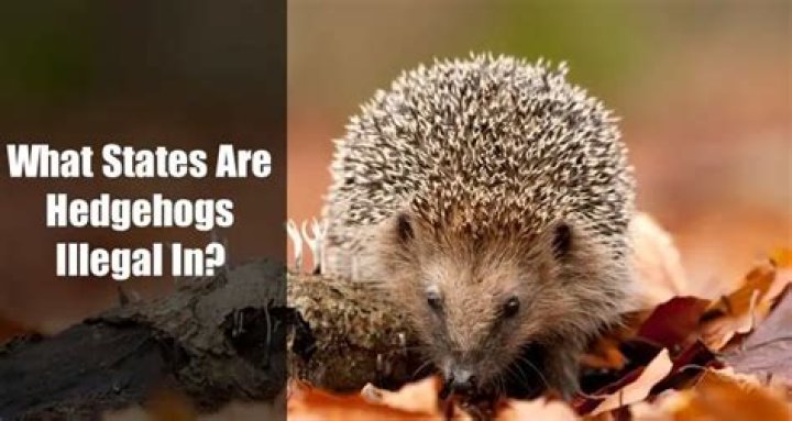 In what states are hedgehogs illegal?
