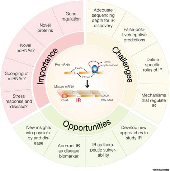 Introns in genes are quizlet?