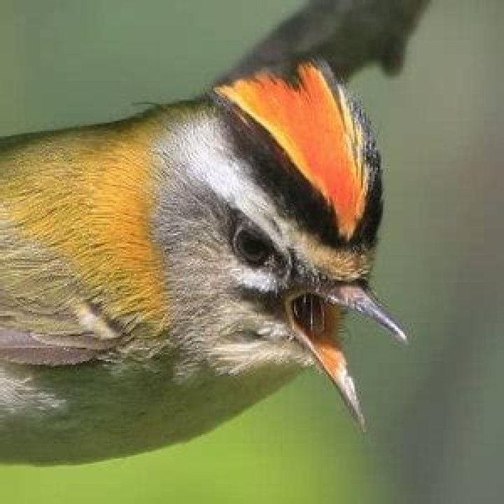 Is a firecrest rare?