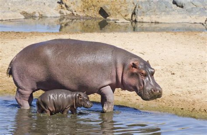 Is a hippo a mammal?