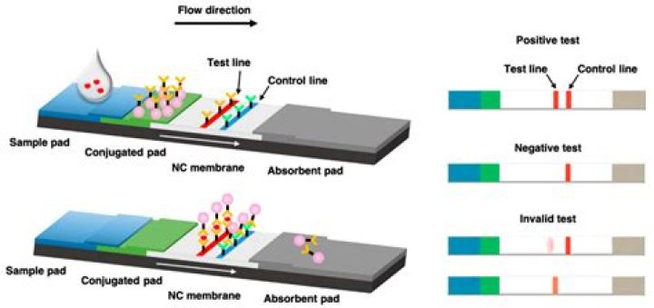 Is a lateral flow test a rapid test?