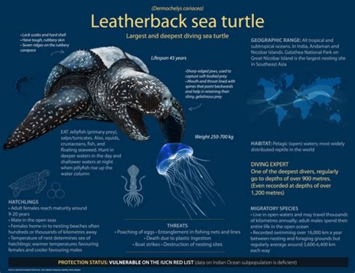 Is a leatherback sea turtle a herbivore?