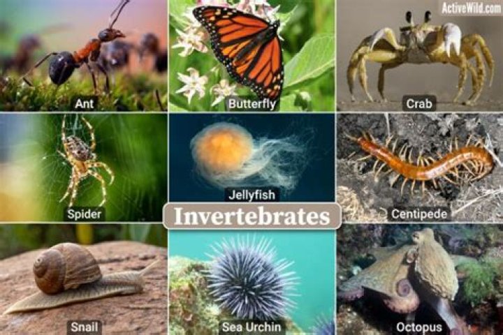 Is a sea anemones an invertebrates?