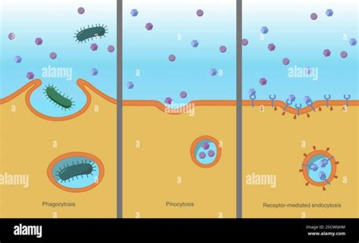 Is amoeba phagocytosis or pinocytosis?