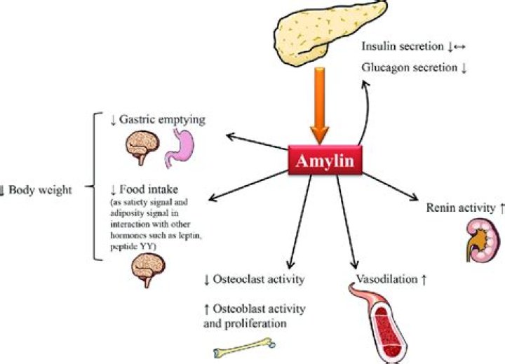 Is amylin and incretin hormone?