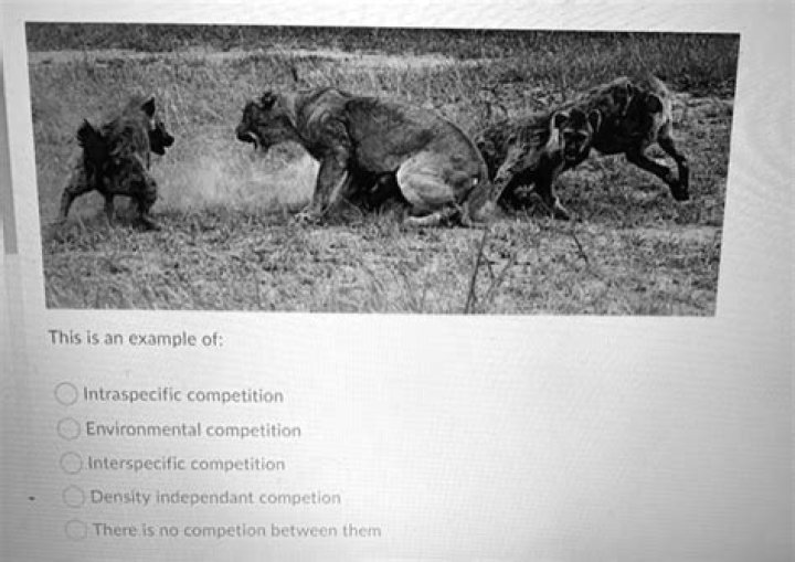 Is an example of intraspecific competition?