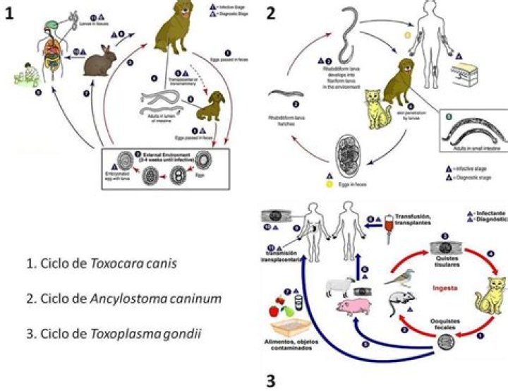Is ancylostoma tubaeforme zoonotic?