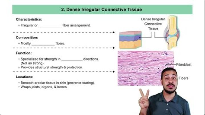 Is aponeurosis dense connective tissue?