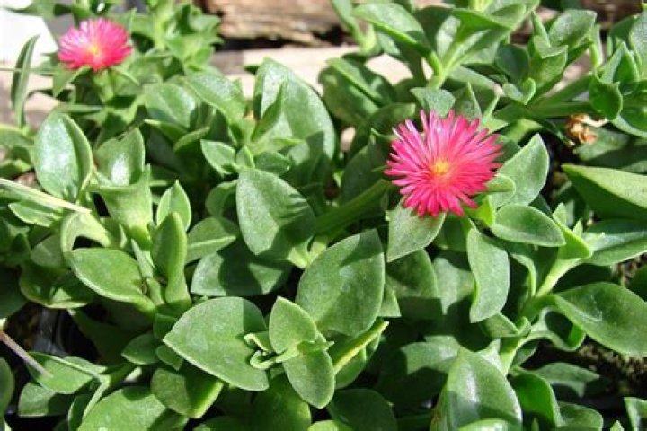 Is aptenia a perennial?
