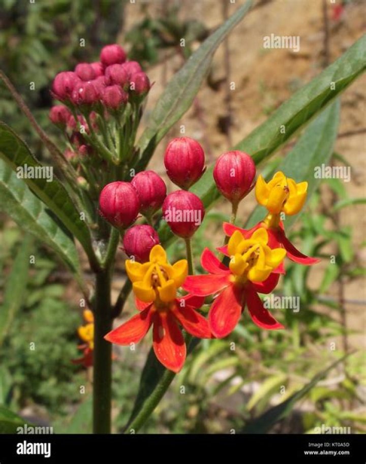 Is asclepias tuberosa a perennial?