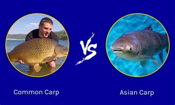 Is asian carp an invasive species?