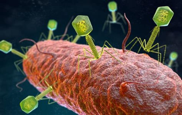 Is bacteriophage harmful to humans?