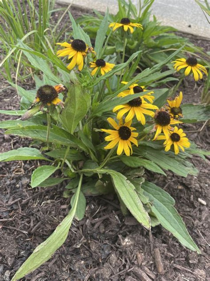 Is black eyed susan a coneflower?