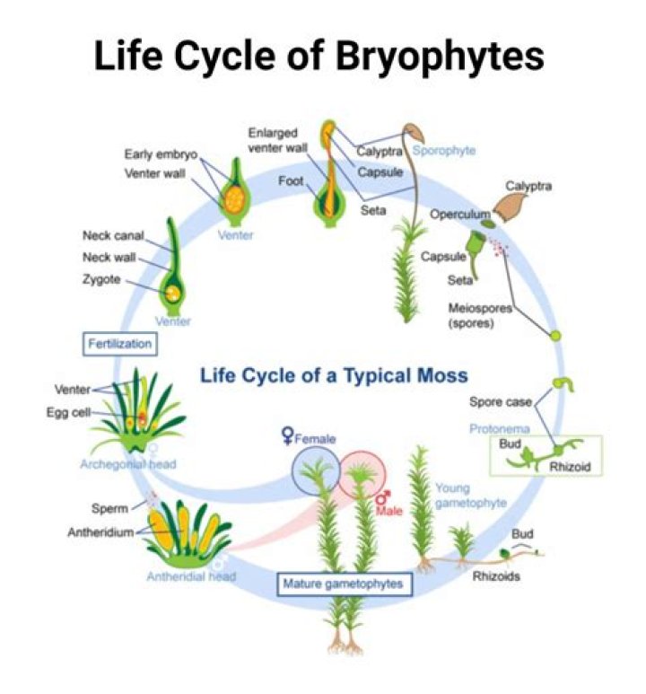 Is bryophyte a gymnosperm?