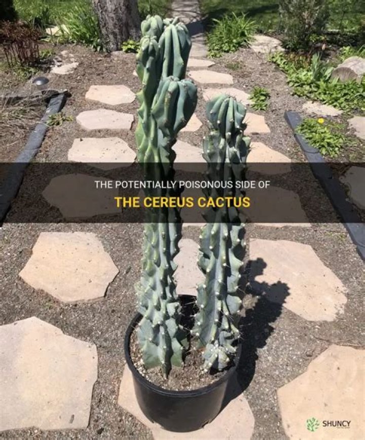 Is cereus cactus poisonous?