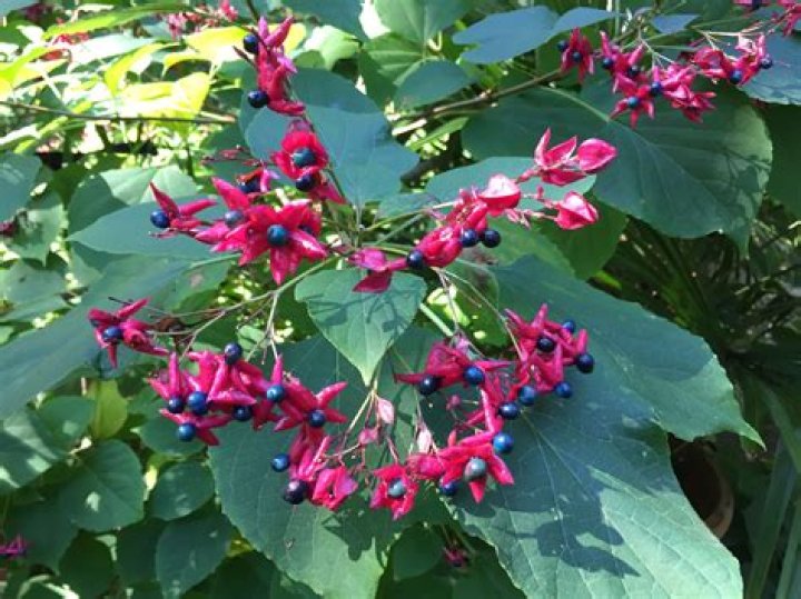 Is clerodendrum deer resistant?