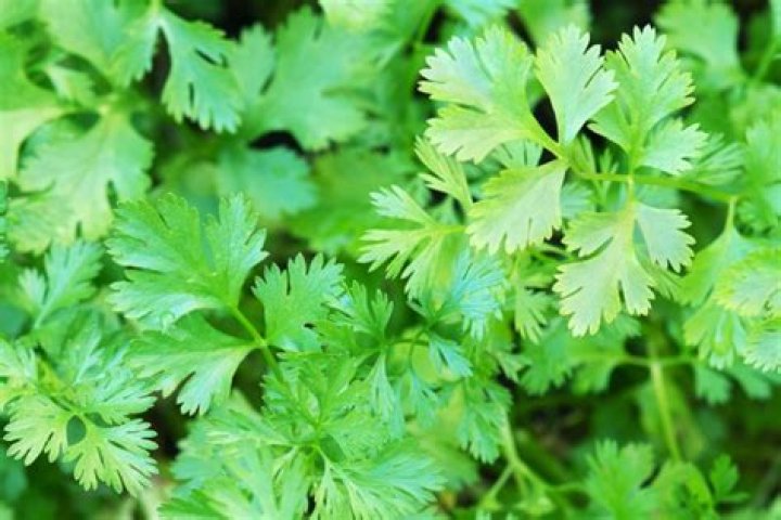 Is coriander a herb?