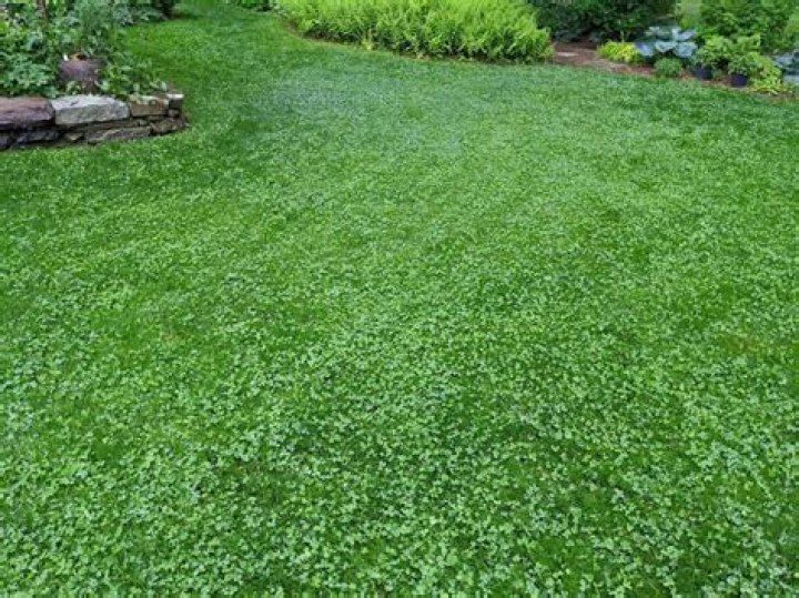 Is corn good for lawns?