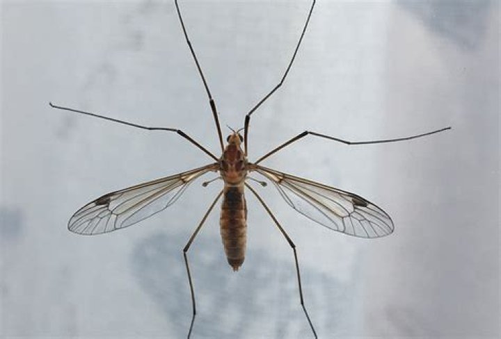 Is crane fly dangerous?