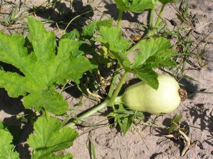 Is cucurbita monocot or dicot?