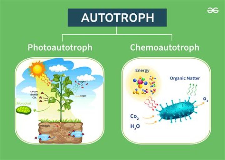 Is diatoms autotrophic or heterotrophic?