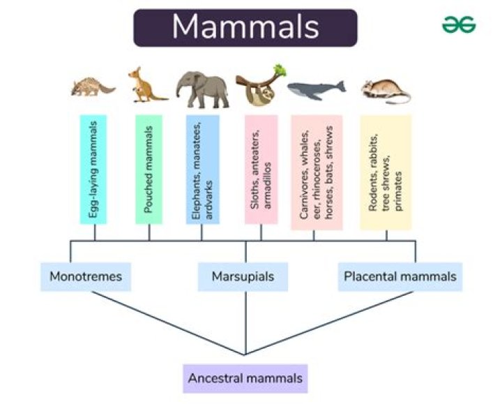 Is every animal a mammal?