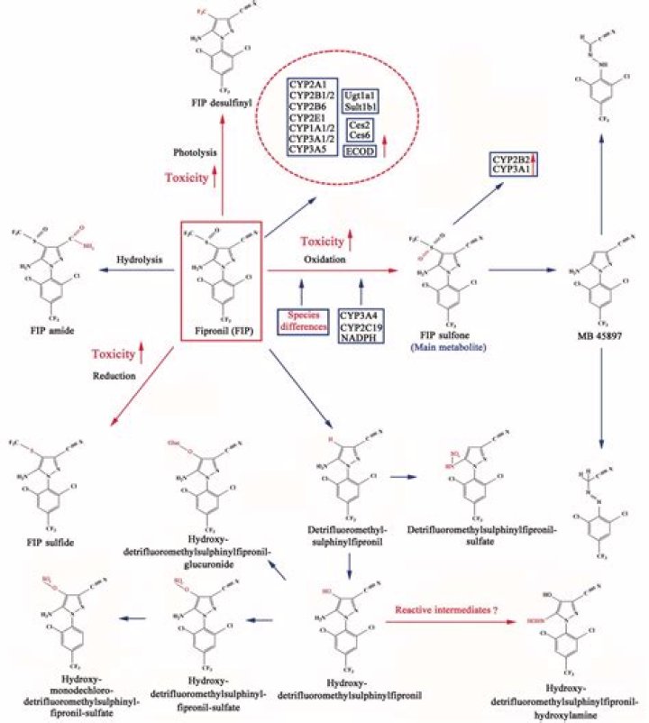 Is fipronil toxic to humans?