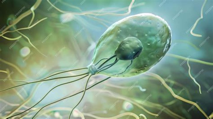 Is flagellate a protozoan?