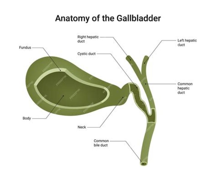 Is gallbladder a vestigial organ?