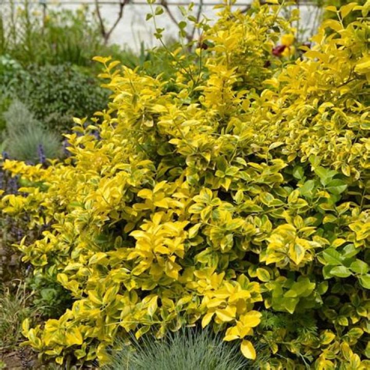 Is golden euonymus evergreen?