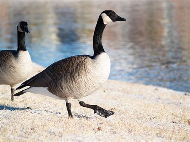 Is goose stepping hard?
