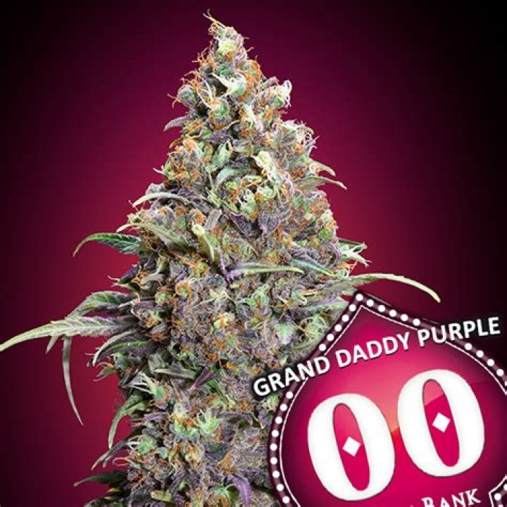 Is grand daddy purple easy to grow?