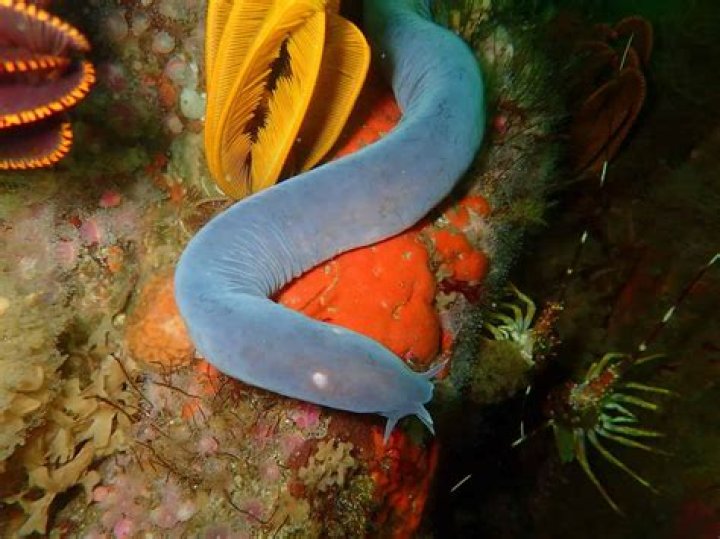 Is hagfish a word?