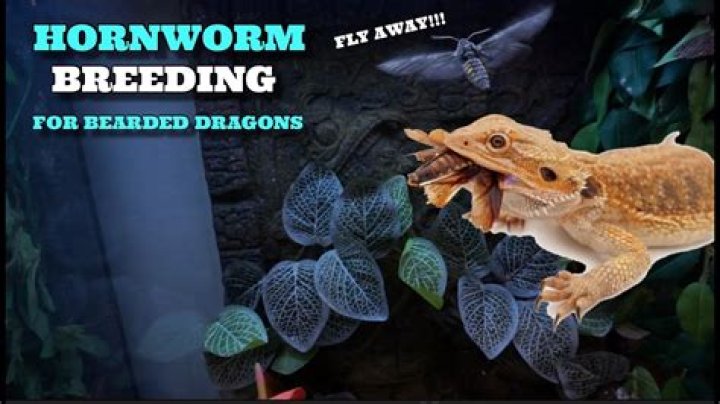 Is hornworms safe for bearded dragons?