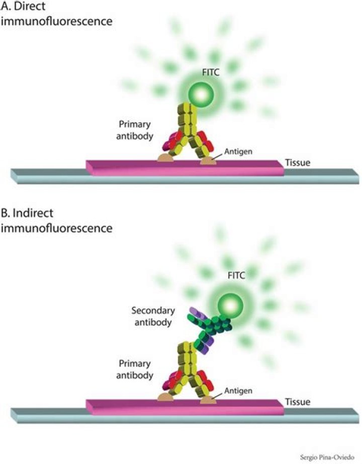 Is immunohistochemistry and immunofluorescence the same?
