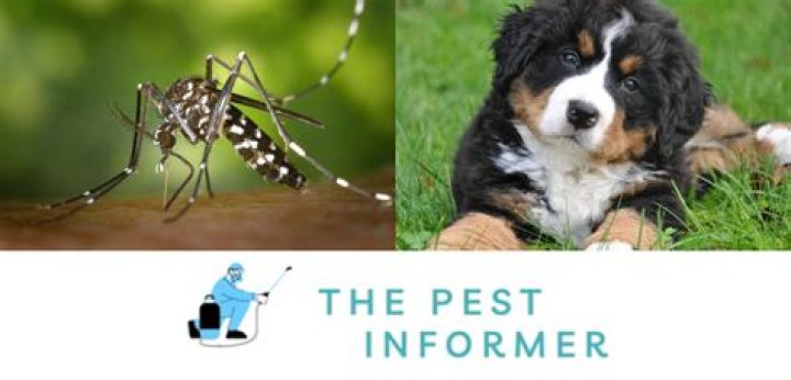 Is limonene safe for dogs?