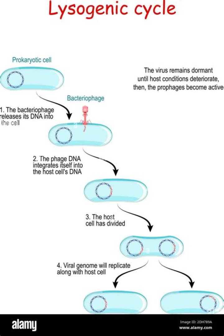 Is lysogeny a bacteriophage?