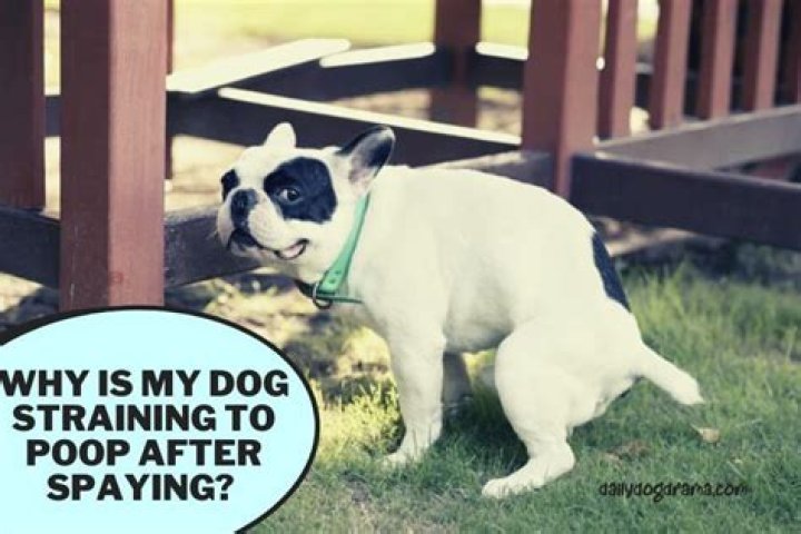 Is my dog straining to poop?