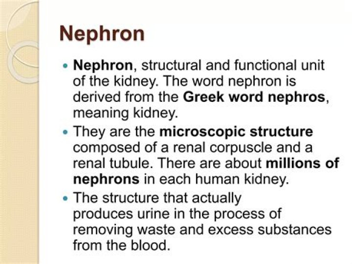 Is nephros a word root?