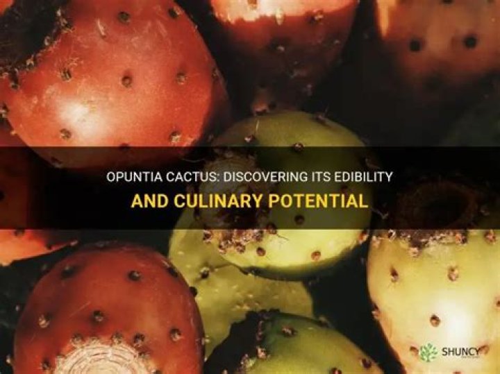 Is opuntia cactus edible?