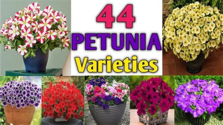 Is petunia older than lily?