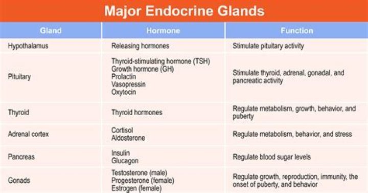 Is pituitary gland endocrine or exocrine?