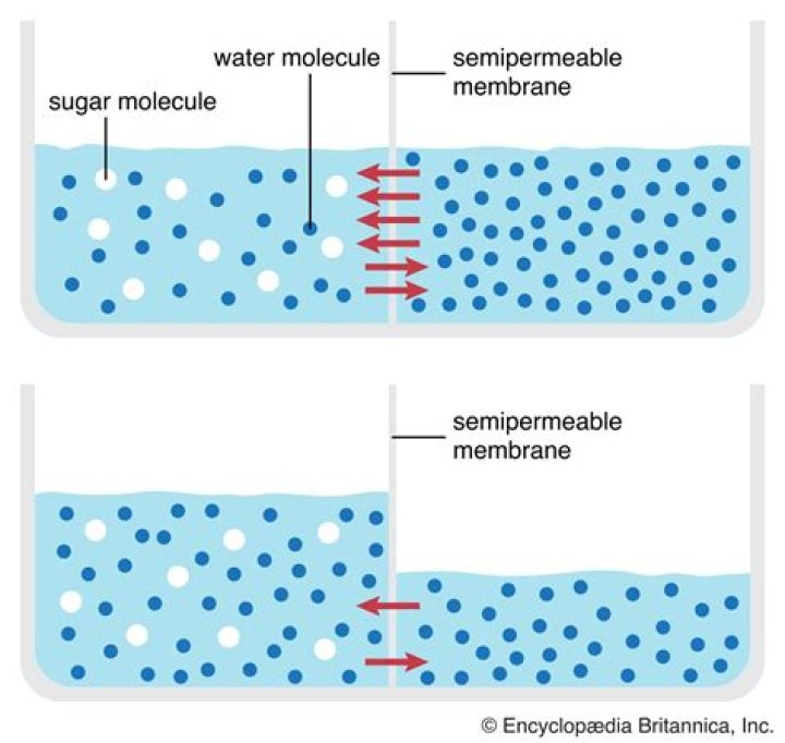 Is plastic a semipermeable membrane?