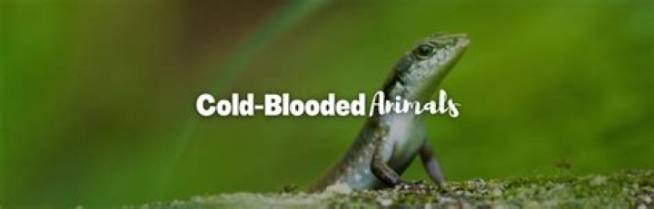 Is reptiles cold blooded?
