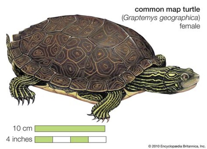 Is s turtle a mammal?